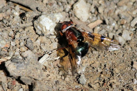 Lamprogaster sp Fly (za) (Lamprogaster sp)